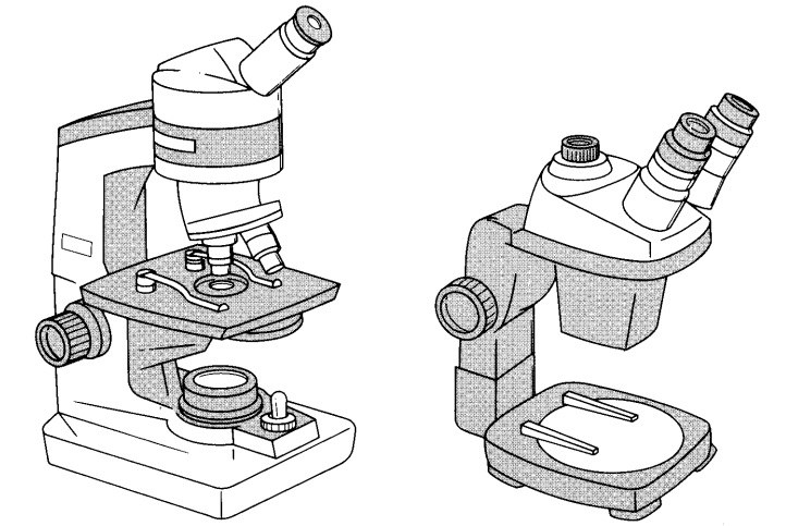 light-vs-stereomicroscope.jpg