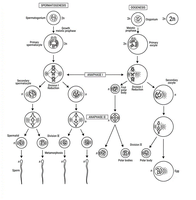 Spermatogenesis_and_oogenesis.png