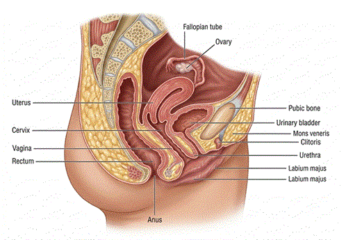 female_reproductive_system.gif
