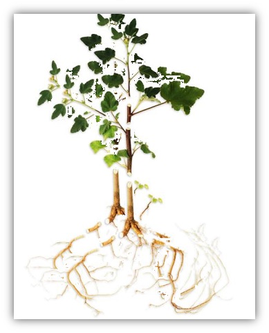 plant.jpg