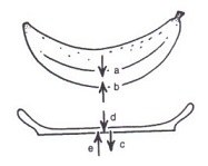 banana_on_plate.jpg