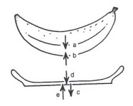banana_on_plate.jpg
