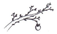 tree_limb_apple.jpg