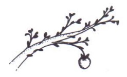 tree_limb_apple.jpg